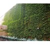 Parthenocissus quinquefolia /  Дива лоза