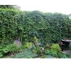 Parthenocissus quinquefolia /  Дива лоза