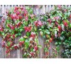 Parthenocissus quinquefolia /  Дива лоза