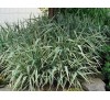 Phalaris picta / Фаларис