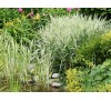 Phalaris picta / Фаларис