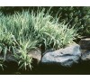 Phalaris picta / Фаларис