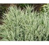 Phalaris picta / Фаларис