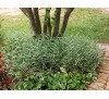 Phalaris picta / Фаларис