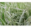 Phalaris picta / Фаларис