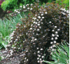 Physocarpus opulifolius diablo / Физокарпус червенолистен