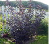 Physocarpus opulifolius diablo / Физокарпус червенолистен