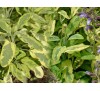 Salvia officinalis Aurea / Салвия пъстролистна