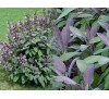 Salvia Officinalis Purpurascens / Салвия, Лилав градински чай