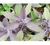 Salvia Officinalis Purpurascens / Салвия, Лилав градински чай