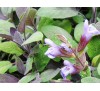 Salvia Officinalis Purpurascens / Салвия, Лилав градински чай