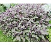 Salvia Officinalis Purpurascens / Салвия, Лилав градински чай