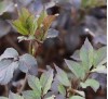 Sambucus nigra Black Beauty / Черен Бъз Черна красавица