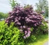 Sambucus nigra Black Beauty / Черен Бъз Черна красавица