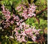 Sambucus nigra Black Beauty / Черен Бъз Черна красавица