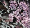 Sambucus nigra Black Beauty / Черен Бъз Черна красавица