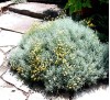 Santolina chamaecyparissus / Сантолина Сребриста
