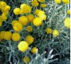 Santolina chamaecyparissus / Сантолина Сребриста
