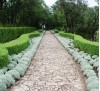 Santolina chamaecyparissus / Сантолина Сребриста