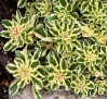 Sedum Atlantis / Седум Атлантис