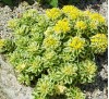 Sedum Atlantis / Седум Атлантис