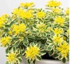 Sedum Atlantis / Седум Атлантис