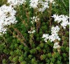 Sedum album L. / Седум бял