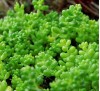 Sedum album L. / Седум бял