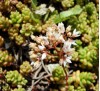 Sedum album L. / Седум бял