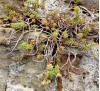 Sedum album L. / Седум бял