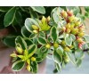 Sedum kamtschaticum variegatum / Седум Камчатски пъстролистен