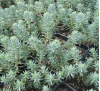 Sedum reflexum / Седум рефлексум