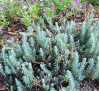 Sedum reflexum / Седум рефлексум