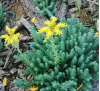 Sedum reflexum / Седум рефлексум
