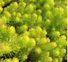 Sedum reflexum Aureum / Седум рефлексум жълтолистен