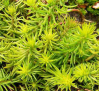 Sedum reflexum Aureum / Седум рефлексум жълтолистен