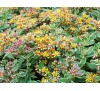 Sedum kamtschaticum variegatum / Седум Камчатски пъстролистен