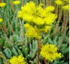 Sedum reflexum / Седум рефлексум