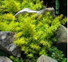 Sedum reflexum Aureum / Седум рефлексум жълтолистен