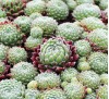 Sempervivum arachnoideum / Семпервивум, Паяжинест дебелец