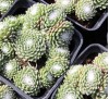 Sempervivum arachnoideum / Семпервивум, Паяжинест дебелец