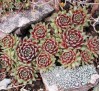 Sempervivum hybrid