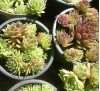Sempervivum hybrid