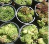 Sempervivum hybrid