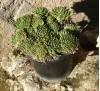 Sempervivum arachnoideum / Семпервивум, Паяжинест дебелец