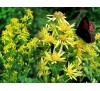 Solidago virgaurea L. / Златна пръчица, Горски енчец