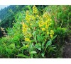 Solidago virgaurea L. / Златна пръчица, Горски енчец