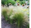 Stipa tenuissima Pony Tails / Cтипa, Aнгeлcкa кoca