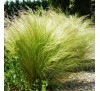 Stipa tenuissima Pony Tails / Cтипa, Aнгeлcкa кoca