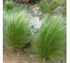 Stipa tenuissima Pony Tails / Cтипa, Aнгeлcкa кoca